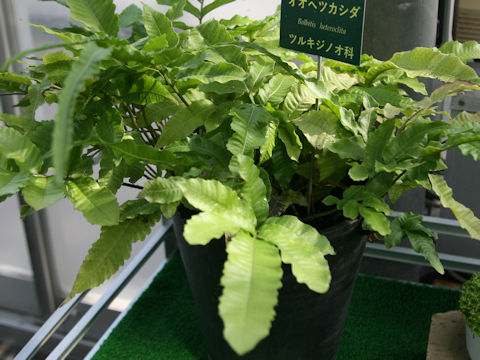 Bolbitis heteroclita