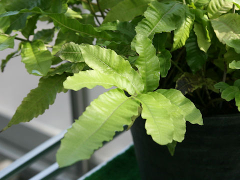 Bolbitis heteroclita