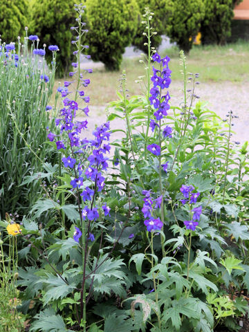 Delphinium grandiflorum cv. Pacific Giant