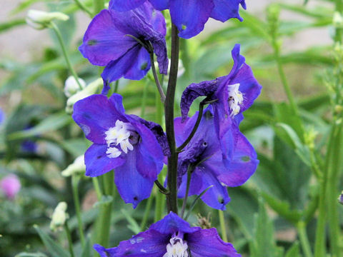 Delphinium grandiflorum cv. Pacific Giant