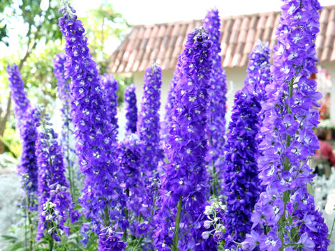 Delphinium grandiflorum cv. Deep Purple