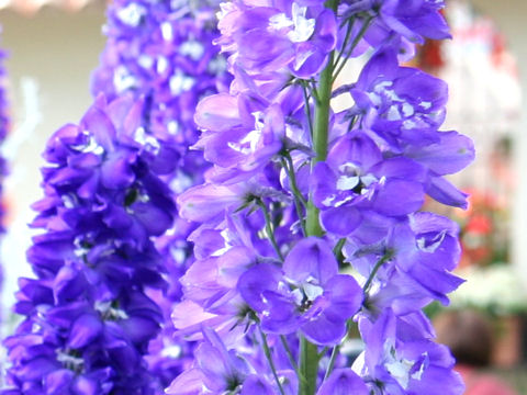 Delphinium grandiflorum cv. Deep Purple