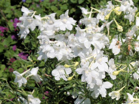 Delphinium grandiflorum