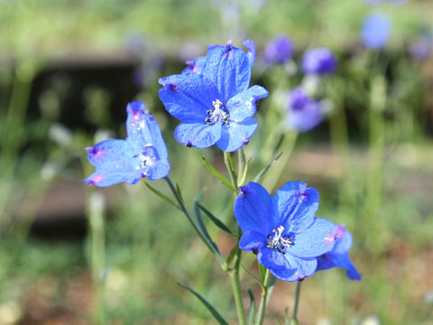 Delphinium grandiflorum cv. Super Marine Blue