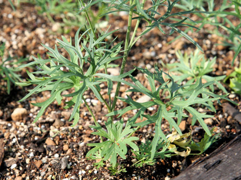 Delphinium grandiflorum cv. Super Marine Blue