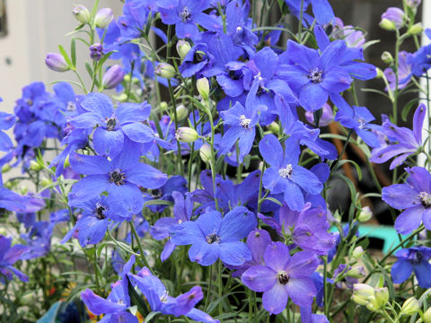 Delphinium grandiflorum cv. Mint Blue