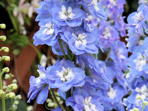 Delphinium grandiflorum