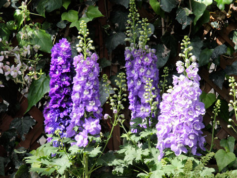 Delphinium grandiflorum