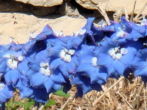 Delphinium grandiflorum