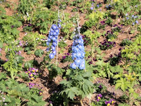 Delphinium grandiflorum