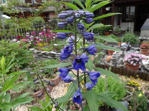 Delphinium grandiflorum