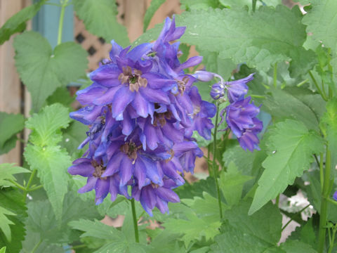 Delphinium grandiflorum