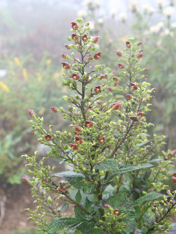 Scrophularia kakudensis