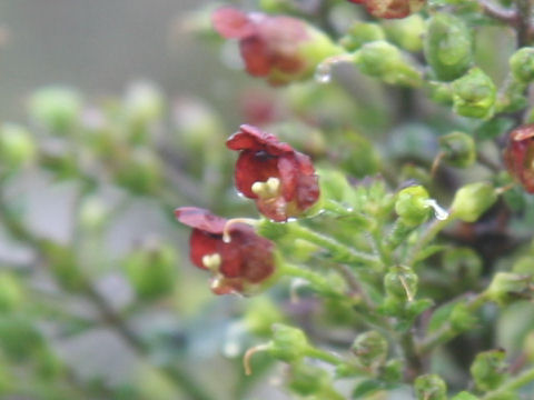 Scrophularia kakudensis