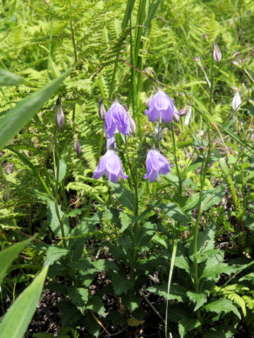 Adenophora nikoensis f. macrocalyx