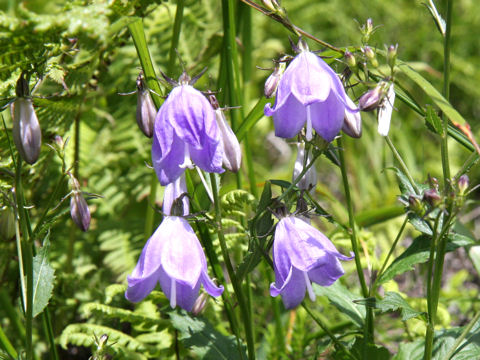 Adenophora nikoensis f. macrocalyx