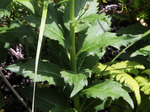 Adenophora nikoensis f. macrocalyx