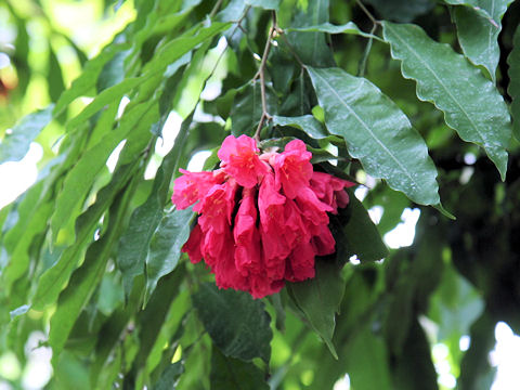 Brownea grandiceps