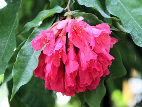 Brownea grandiceps