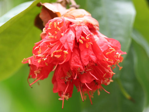 Brownea grandiceps