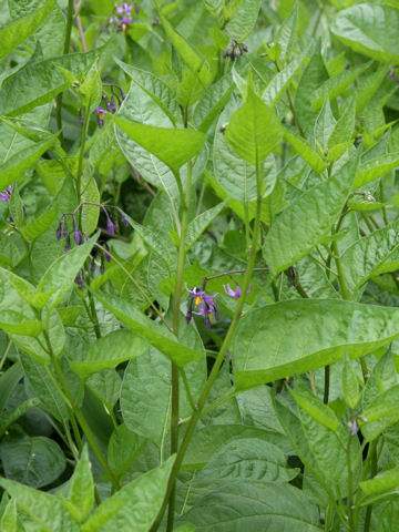 Solanum megacarpum