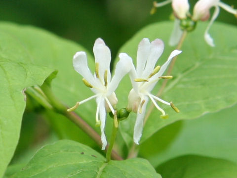 Lonicera tschonoskii