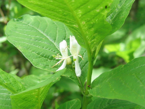 Lonicera tschonoskii