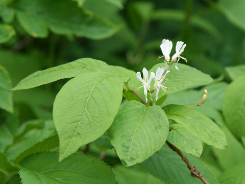 Lonicera tschonoskii