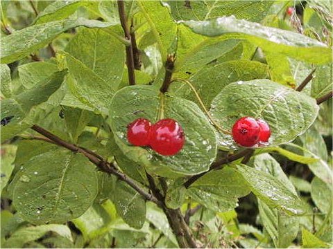 Lonicera tschonoskii