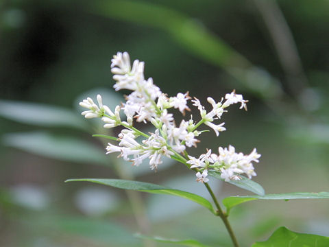 Ligustrum ovalifolium