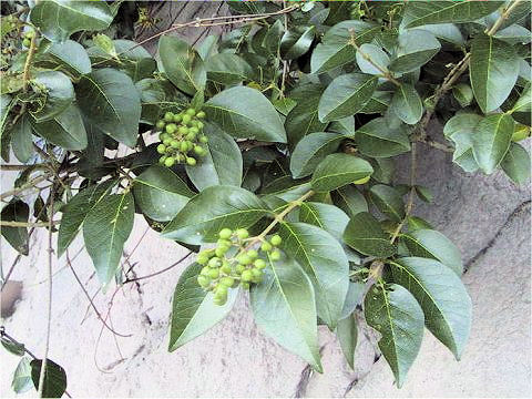 Ligustrum ovalifolium