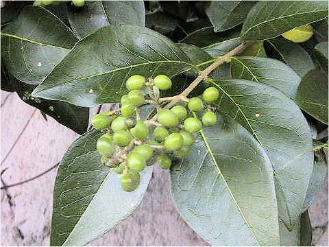 Ligustrum ovalifolium