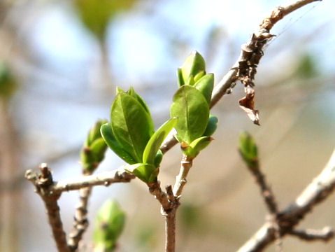 Ligustrum ovalifolium