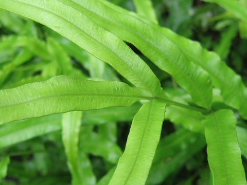 Pteris cretica