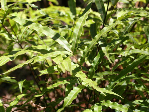 Pteris cretica