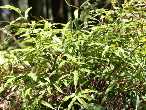 Pteris cretica