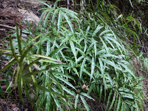 Pteris cretica