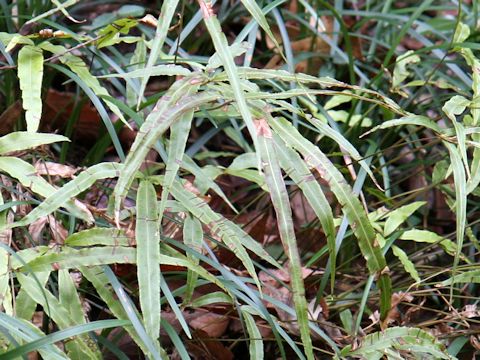 Pteris cretica