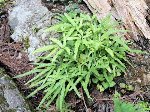 Pteris cretica