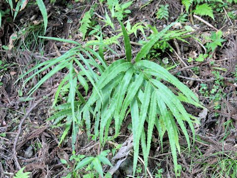 Pteris cretica