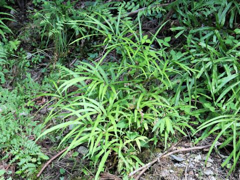 Pteris cretica