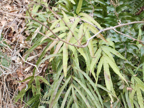 Pteris cretica