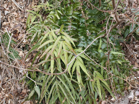 Pteris cretica