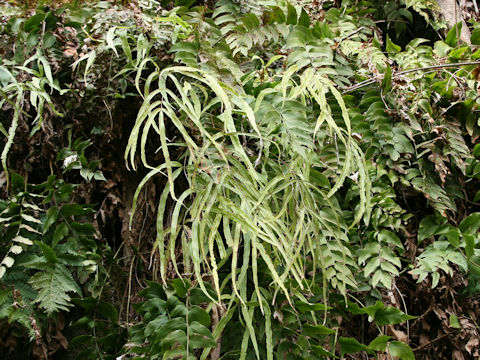 Pteris cretica