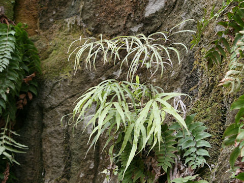 Pteris cretica