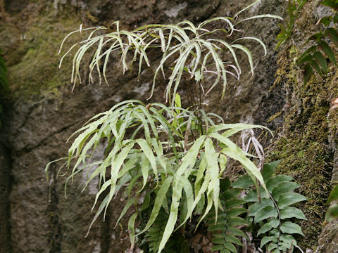 Pteris cretica