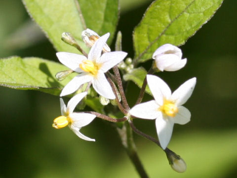 Solanum nigrescens