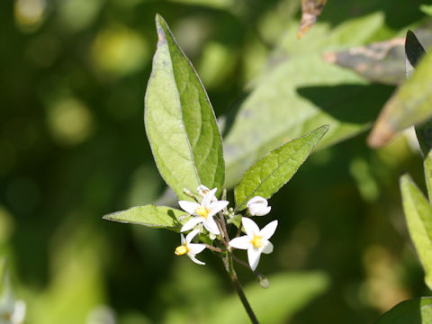 Solanum nigrescens