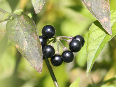 Solanum nigrescens