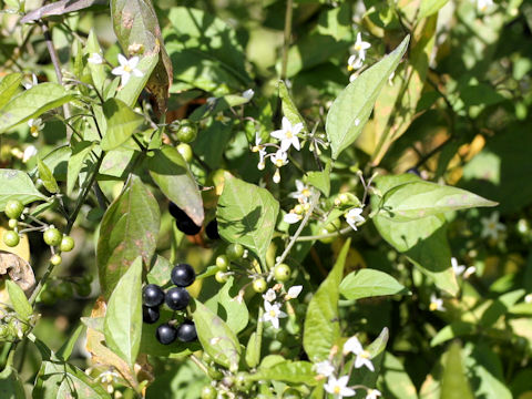 Solanum nigrescens